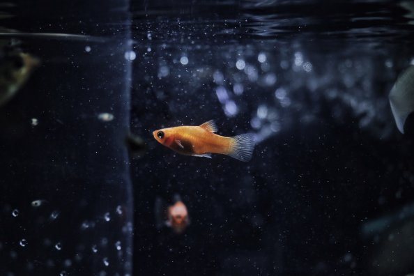 Goldfish