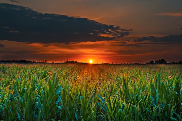 Crop Field Sunset