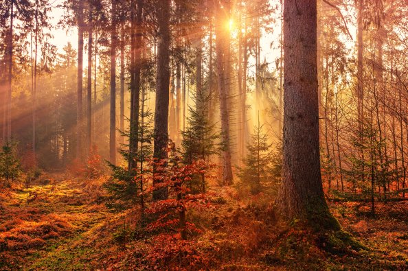 Autumn Sunbeams Forest Light Rays 5k