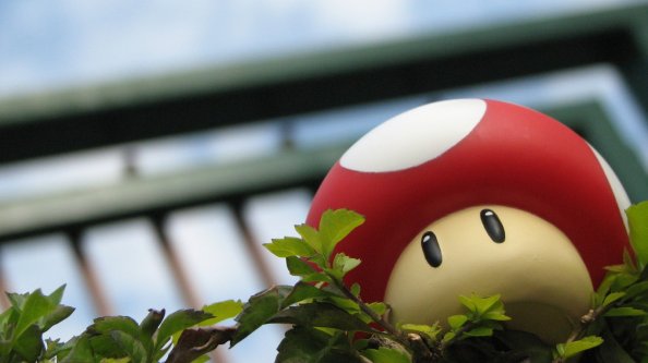 Toad