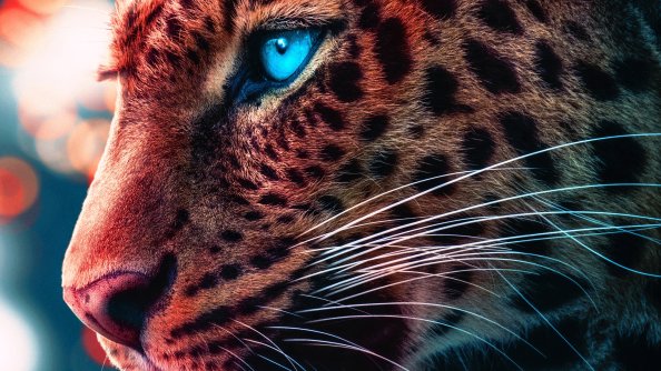 Cheetah Magical Eyes 4k