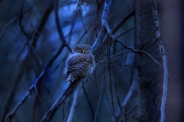 Eurasian Pygmy Owl