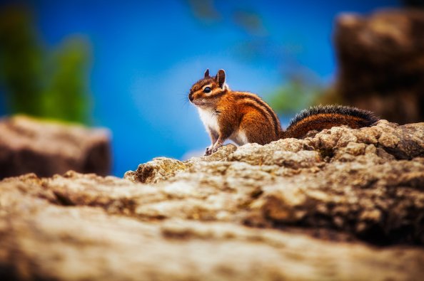 Chipmunk