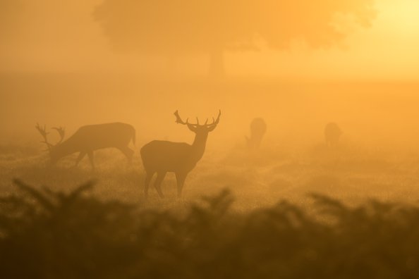 Deer Fog Dusk Sunset 4k