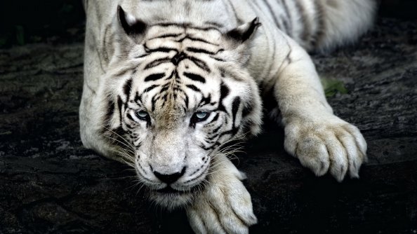 Tiger Albino