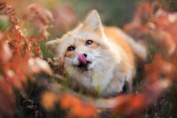 Fox 2