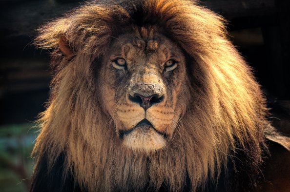 4k Lion Hd