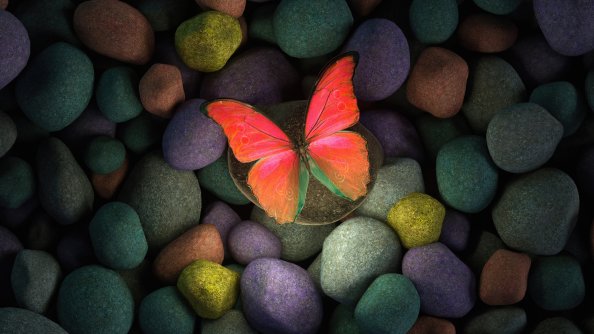 Butterfly On Rocks 4k