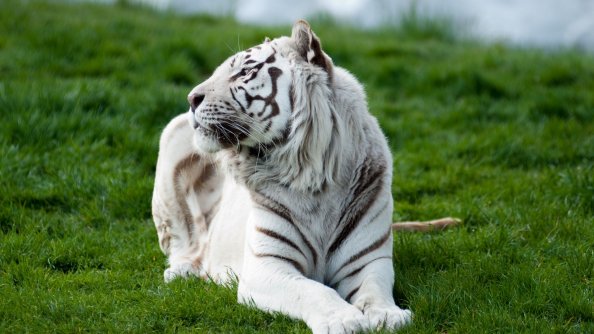 Tiger Albino 2