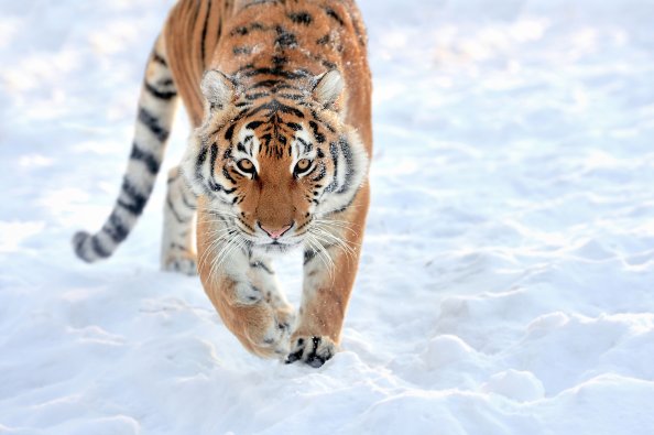 Lion Walking In Snow