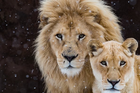 Lion With Cub