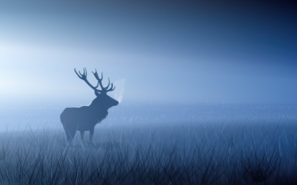 Red Stag In Morning Fog