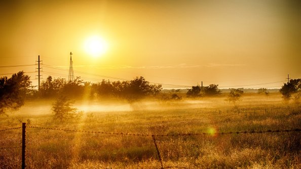 Dawn Grass In Summer Light