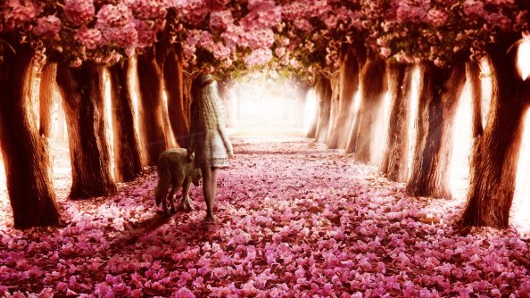 Pink Flowers Path