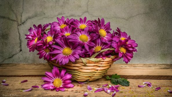 Daisies In A Basket