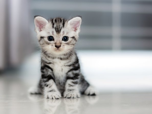 Small Kitten