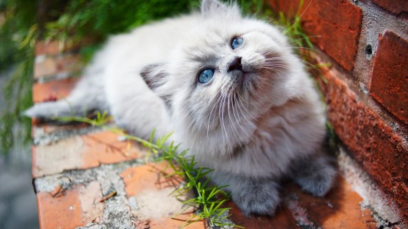 Kitty Blue Eyes 5k