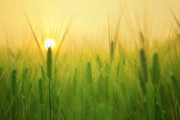 Barley Field 4k