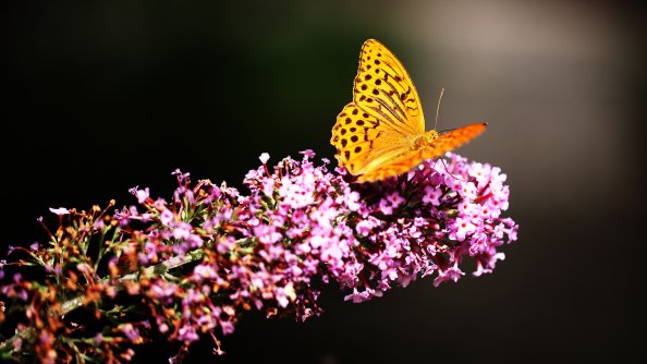 Beautiful Butterfly 4k