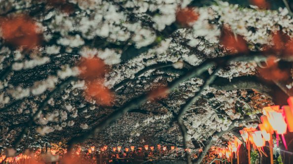 Park Embankment Lights Bridge River 4k