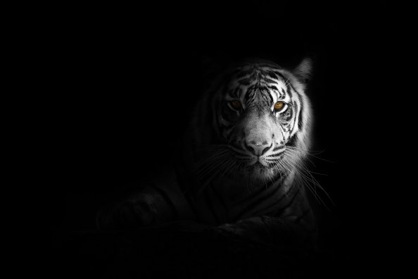 Big Cat Tiger 4k
