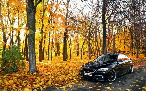 Black BMW In Forest