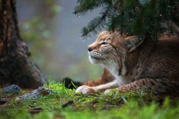 Lynx