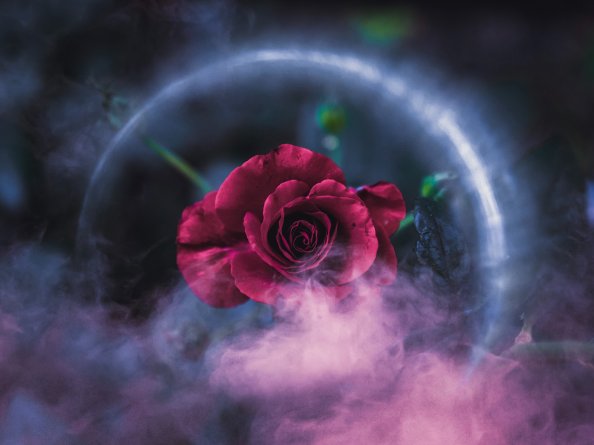 Rose Dreamy 4k