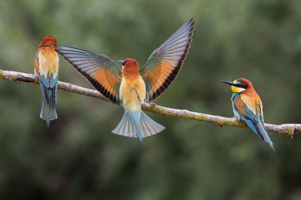 Bee Eaters
