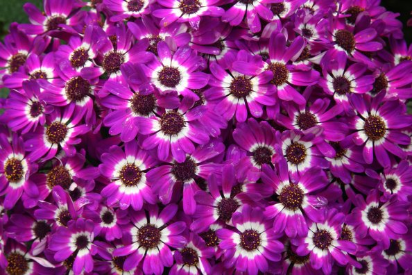 Purple Cineraria Flowers