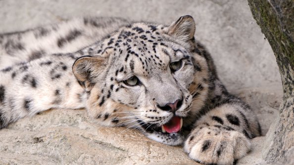 Snow Leopard