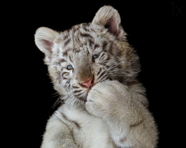 Cute White Tiger Cub
