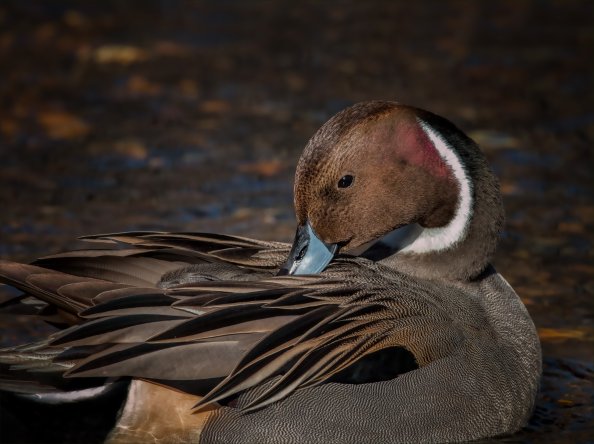 Pintail Duck