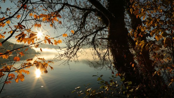 Autumn Tree Lake Sunbeams Morning 4k