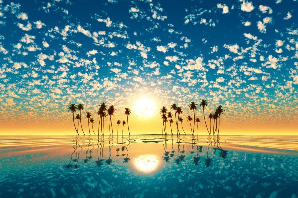 Palm Trees Reflection Sunset