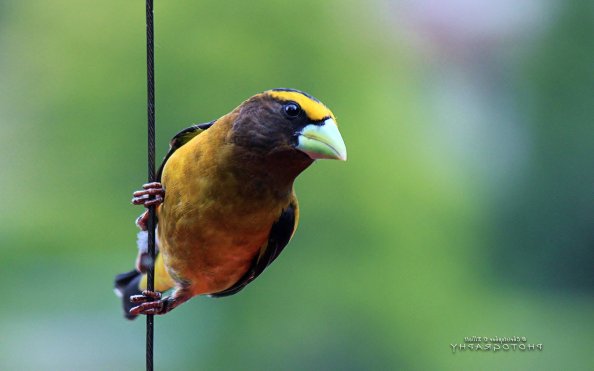 Grosbeak Bird