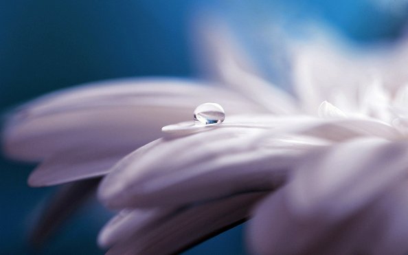 Water Drop Flower