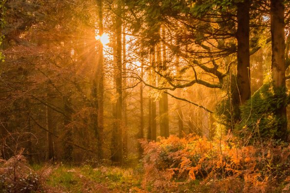 Yellow Sunset Rays In Forest