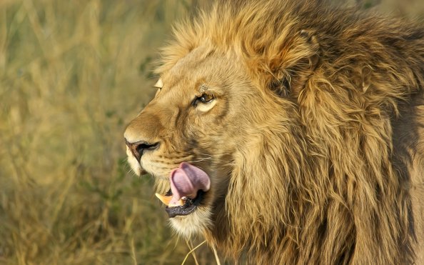 South African Lion