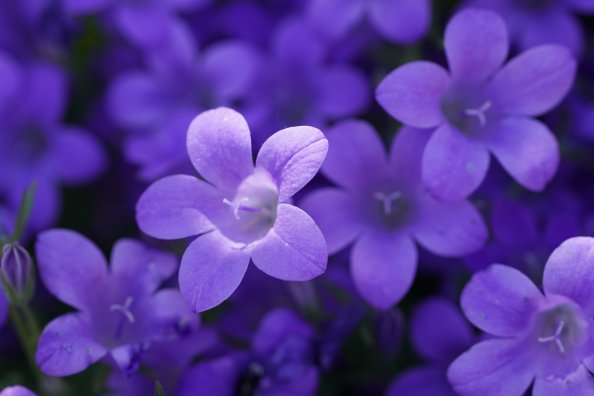 Bokeh Violet Flowers 5k