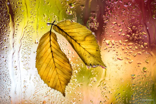 Yellow Leaves Autumn Macro 5k