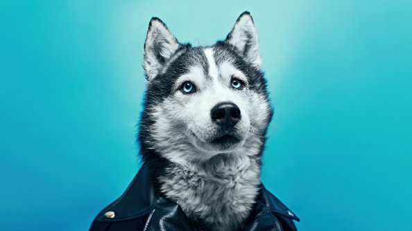Husky In Leather Suit