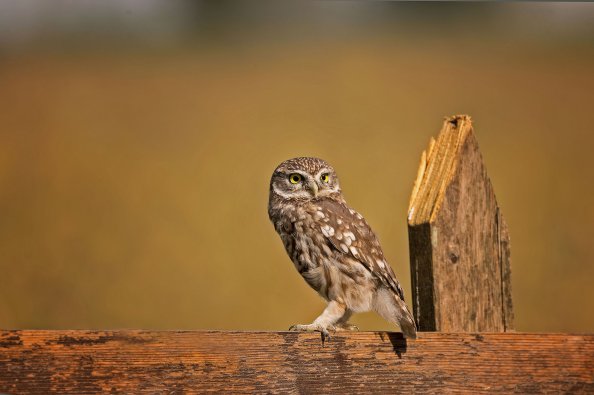 Little Owl 4k