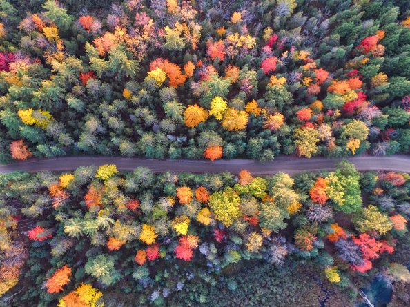 Autumn Path Of Forest Drone View