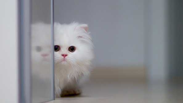Fluffy Cat