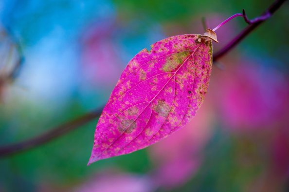 Pink Leaves