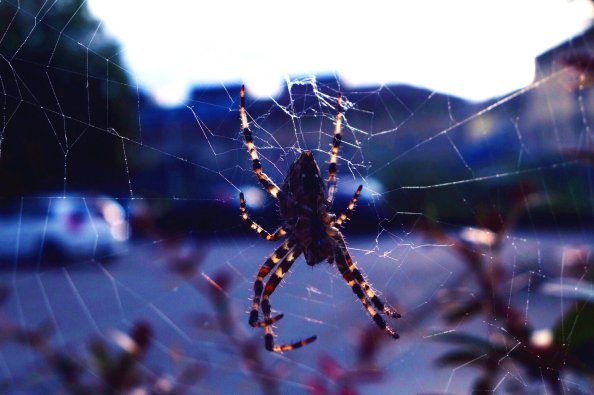 Spider Close Click