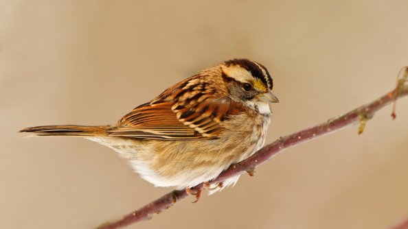 Sparrow