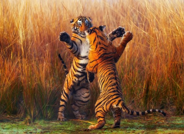 Two Tiger Fightining