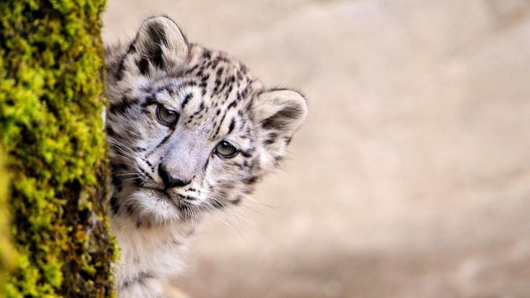 Snow Leopard Young
